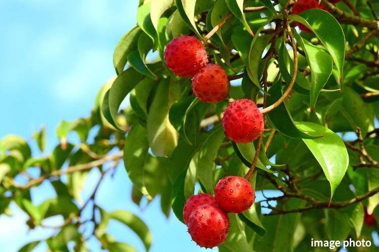 Brillia 浦和仲町　常緑ヤマボウシ