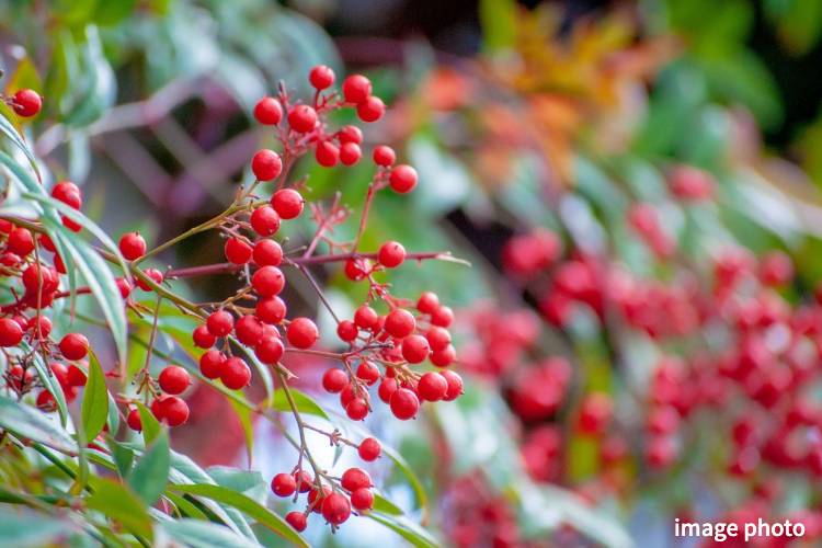 Brillia 浦和仲町　ナンテン