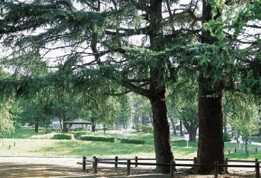 Brillia 美しが丘　<div style="text-align:center;">美しが丘公園</div><div style="text-align:center;">（約350m／徒歩5分）</div>