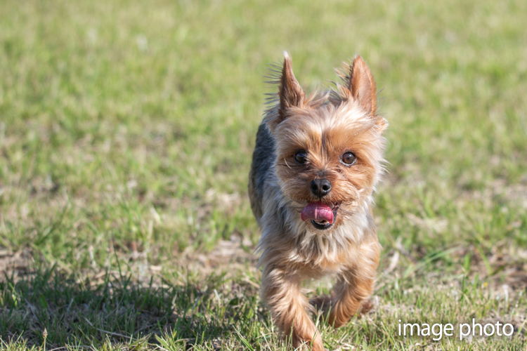 Brillia 高輪 REFIR　ペット足洗い場