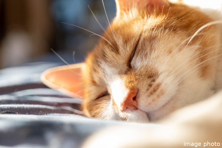 Brillia 弦巻　Comfortable　快適性　ペットと暮らせるマンション