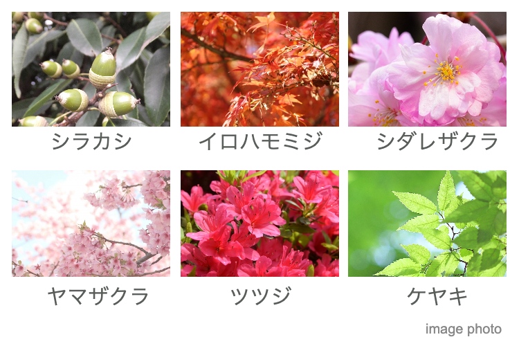 Brillia 弦巻　既存樹と新たな植栽が織りなす鮮やかな風景