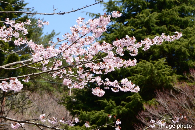Brillia 品川南大井　オオヤマザクラ