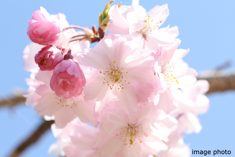 Brillia 品川南大井　ヤエベニシダレザクラ