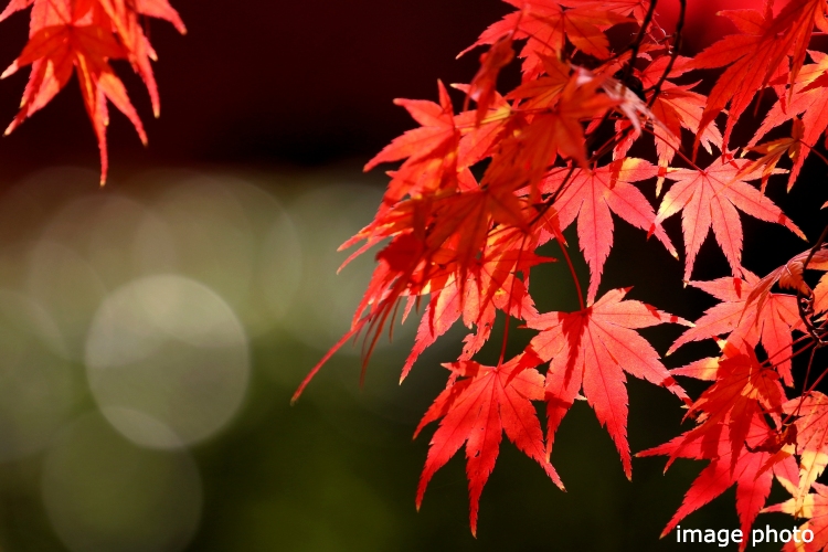 Brillia 品川南大井　イロハモミジ