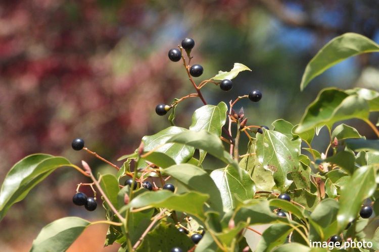 Brillia 品川南大井　クスノキ