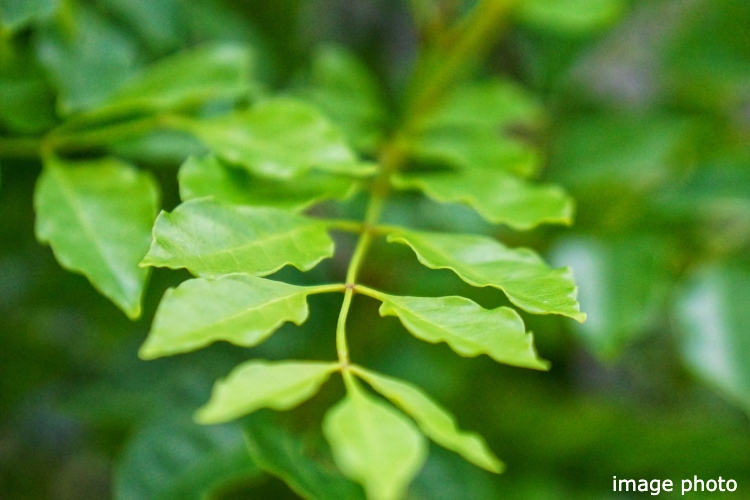 Brillia 品川南大井　シマトネリコ
