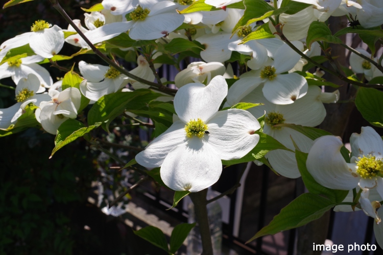 Brillia 品川南大井　ハナミズキ