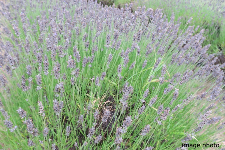 Brillia 品川南大井　ラベンダー