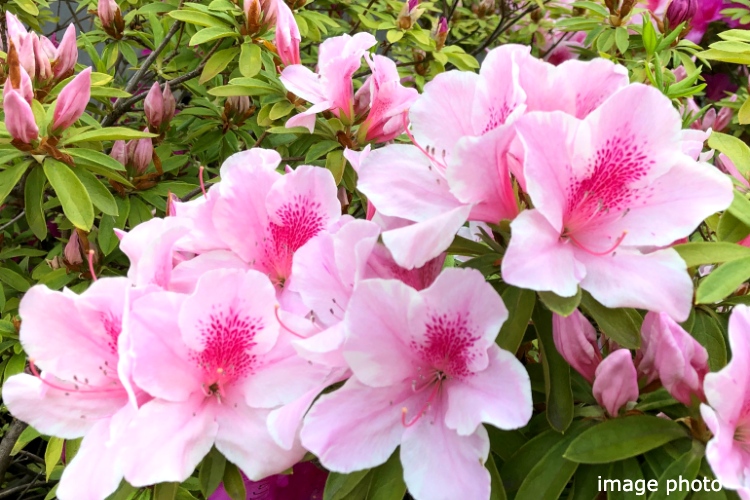 Brillia 品川南大井　ヒラドツツジ