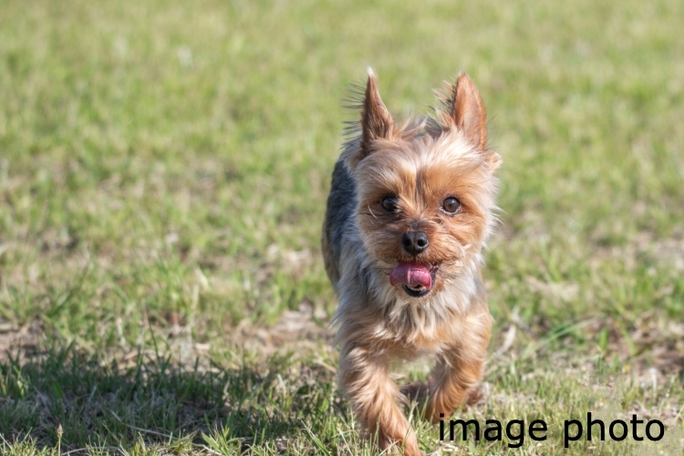 Brillia 品川南大井　Comfortable　快適性　ペット足洗い場