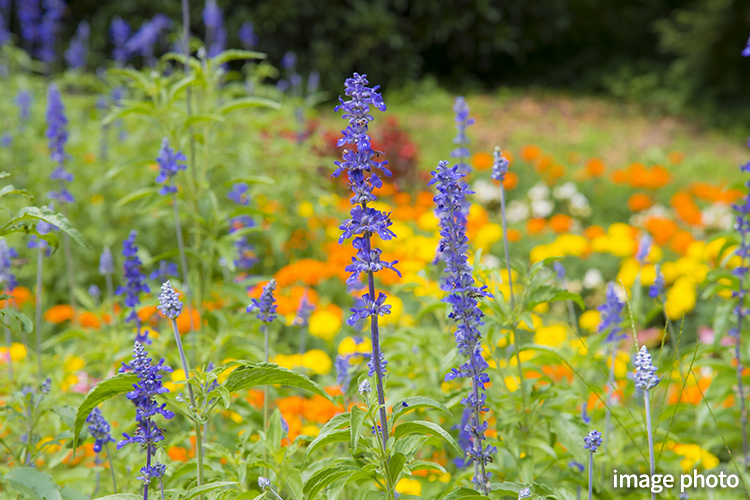 Brillia 東中野 Parkside Hills　プライベートガーデン