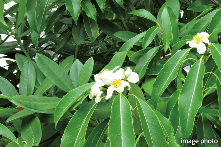 Brillia 東中野 Parkside Hills　イジュ