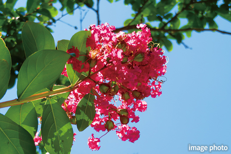 Brillia 東中野 Parkside Hills　サルスベリ