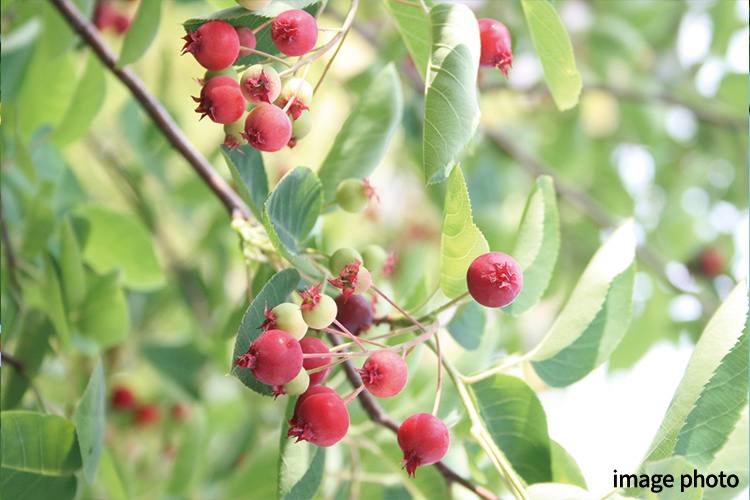 Brillia 東中野 Parkside Hills　ジューンベリー