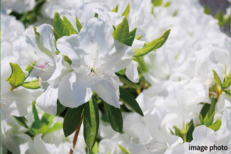Brillia 東中野 Parkside Hills　ヒラドツツジ