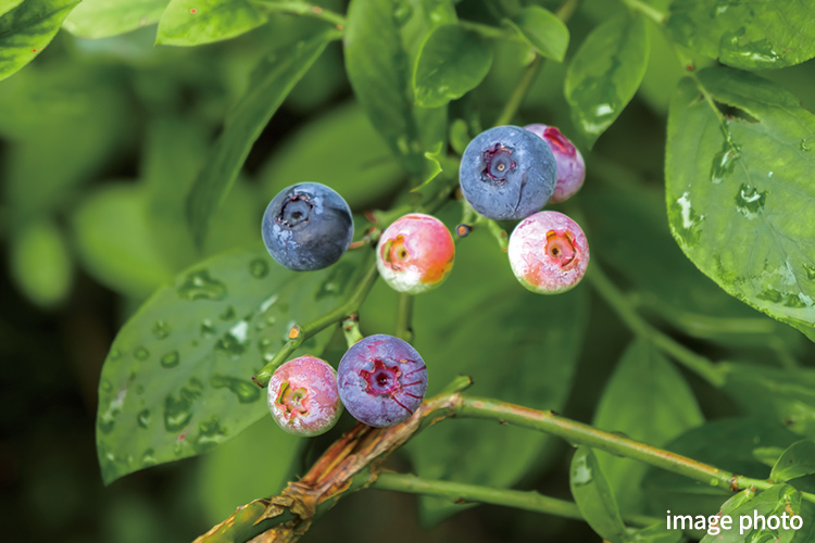 Brillia 東中野 Parkside Hills　ブルーベリー