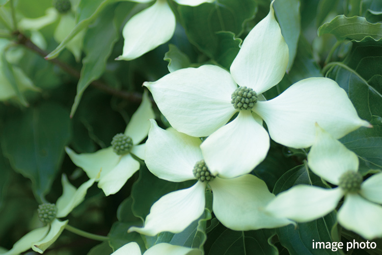 Brillia 東中野 Parkside Hills　常緑ヤマボウシ