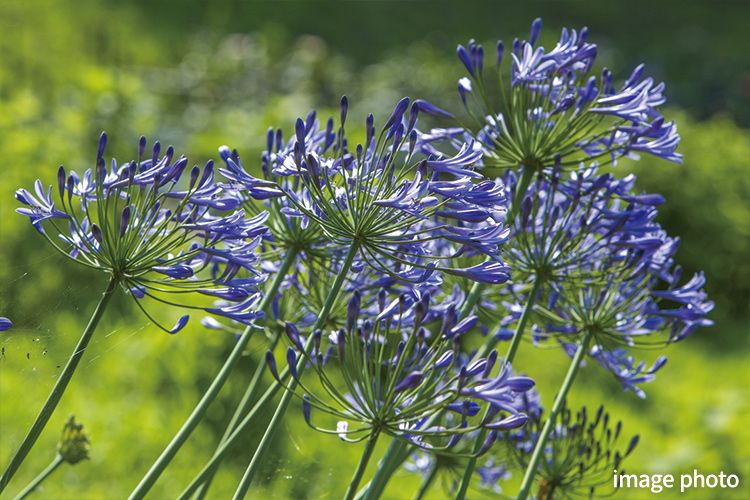 Brillia 東中野 Parkside Hills　アガバンサス