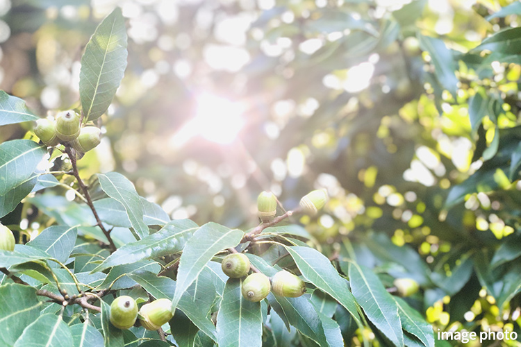 Brillia 東中野 Parkside Hills　四季の彩りを感じる植栽
