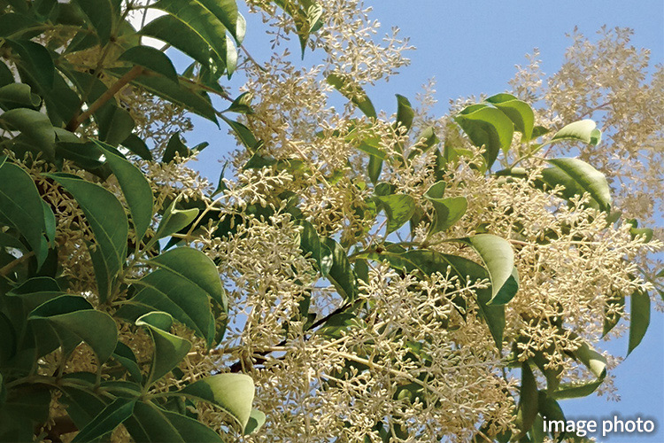 Brillia 東中野 Parkside Hills　シマトネリコ