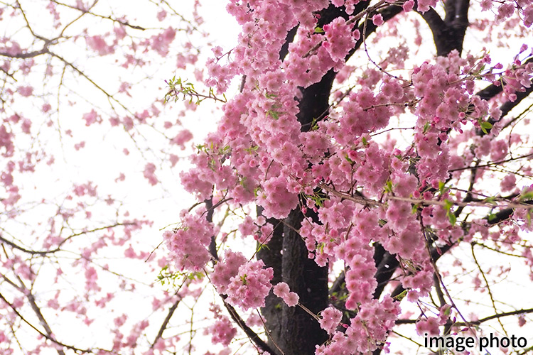 Brillia 練馬高野台　コーナーガーデン