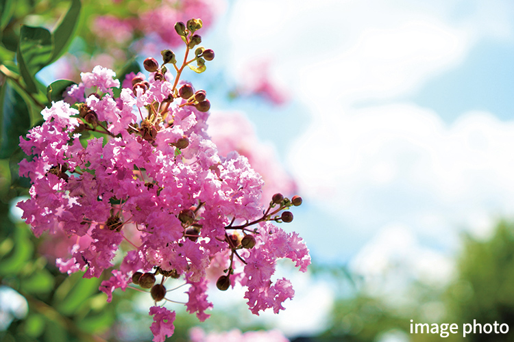 Brillia 練馬高野台　サルスベリ