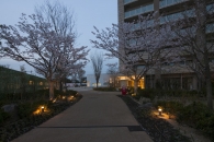 ミリカヒルズのフォトギャラリー：セントラルアベニュ－ 夕景