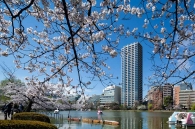 Brillia Tower 上野池之端のフォトギャラリー：外観北東面（不忍池より）