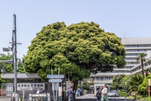 Brillia 外苑出羽坂 の周辺施設：慶応大学病院