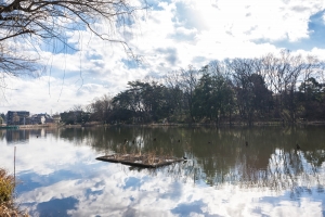 ニューハイツ石神井公園の周辺施設：石神井公園