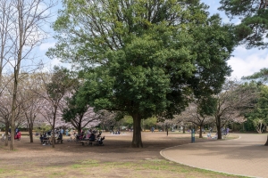 アールヴェール三鷹中央通りの周辺施設:井の頭恩賜公園
